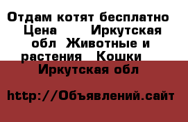 Отдам котят бесплатно › Цена ­ 1 - Иркутская обл. Животные и растения » Кошки   . Иркутская обл.